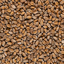 Пшеница Чёрный хлеб | интернет-магазин натуральных товаров 4fresh.ru - фото 3