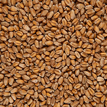 Пшеница Чёрный хлеб | интернет-магазин натуральных товаров 4fresh.ru - фото 3